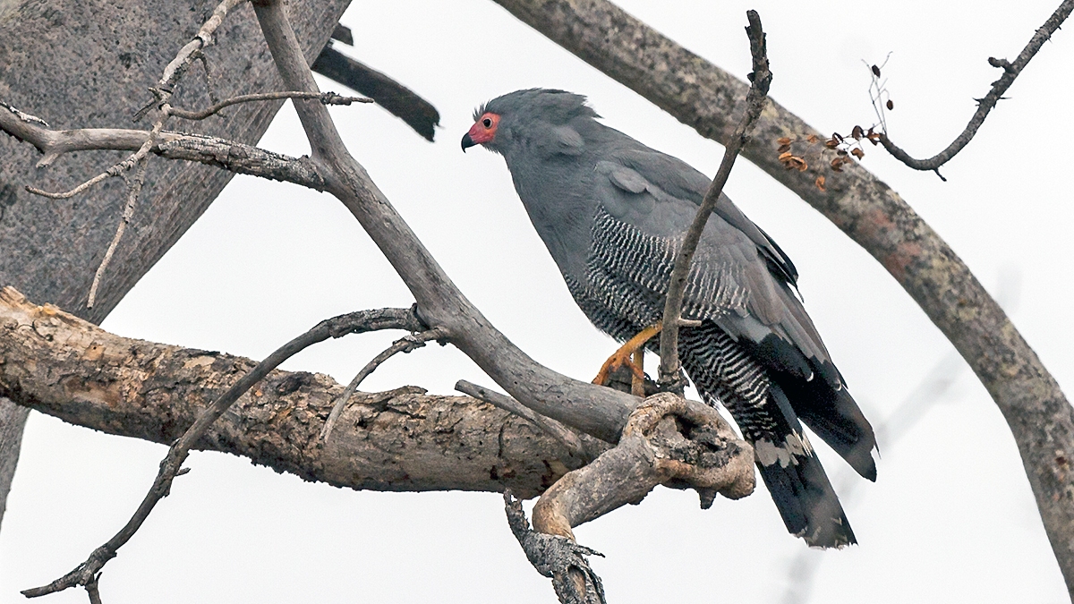 African Harrier-Hawk [Polyboroides typus typus]