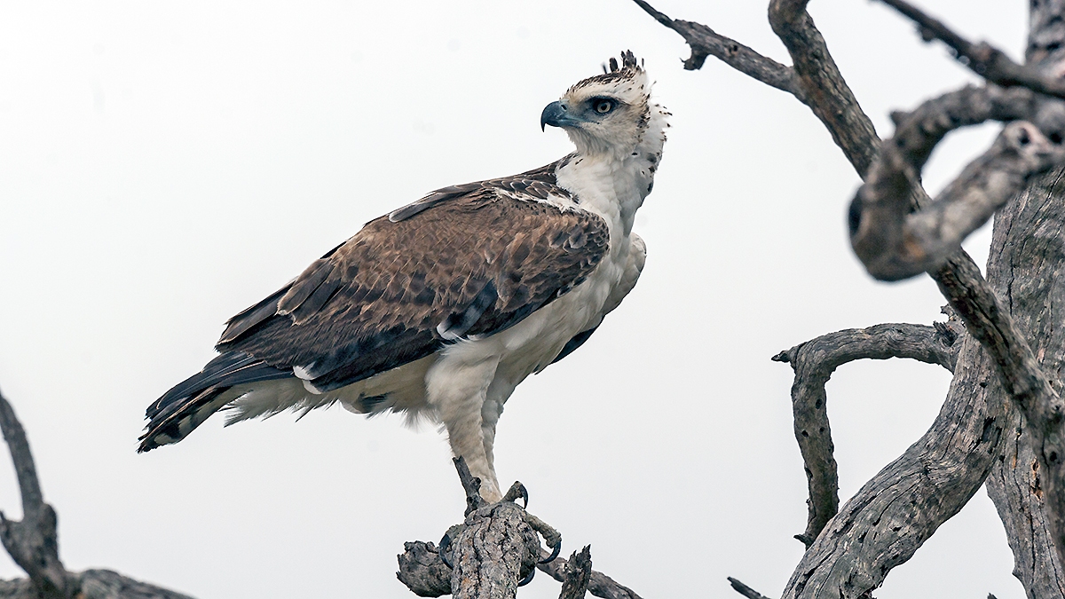 Martial Eagle [Polemaetus bellicosus]