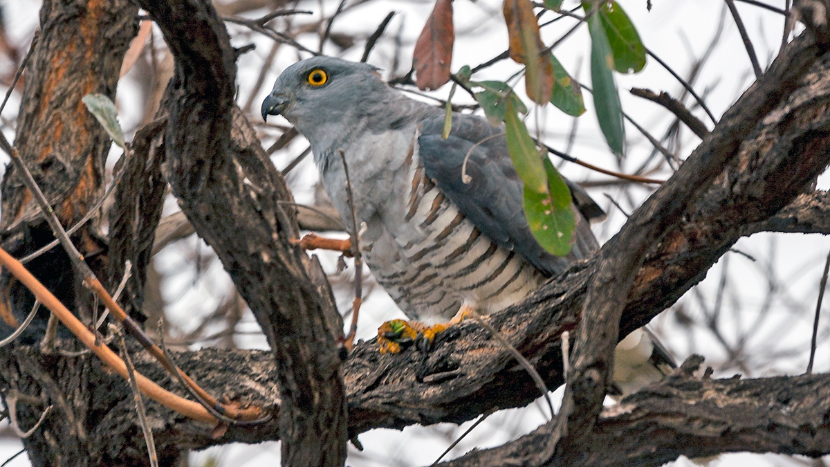 African Cuckoo-Hawk [Aviceda cuculoides verreauxii]