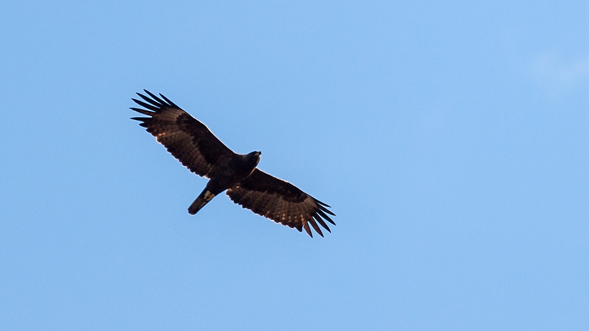 Wahlberg's Eagle [Hieraaetus wahlbergi]