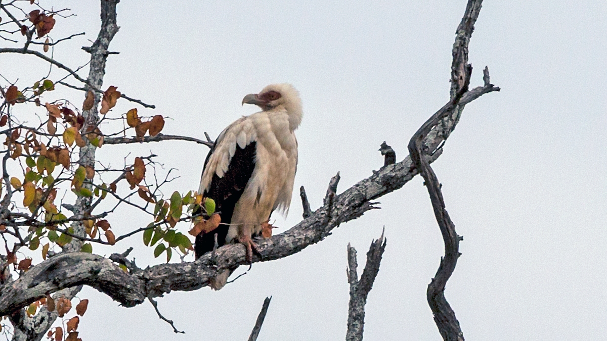 Palm-nut Vulture [Gypohierax angolensis]