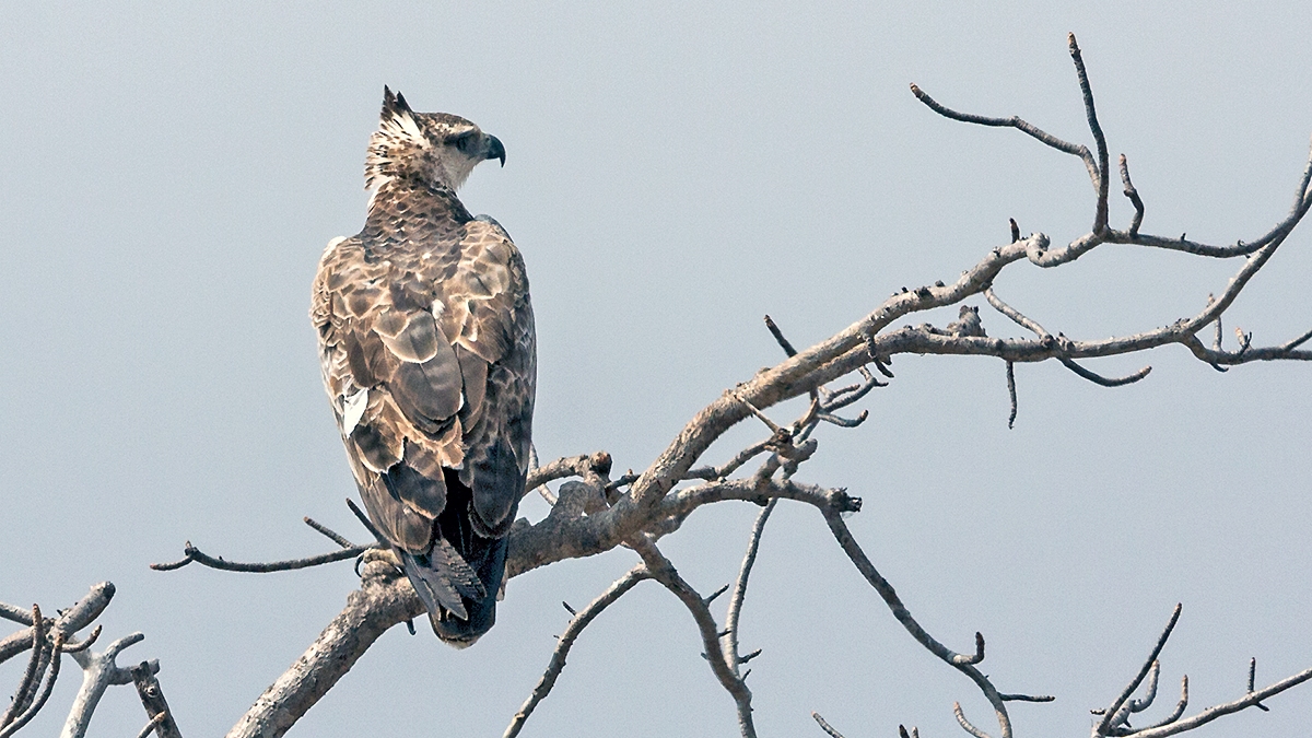 Martial Eagle [Polemaetus bellicosus]