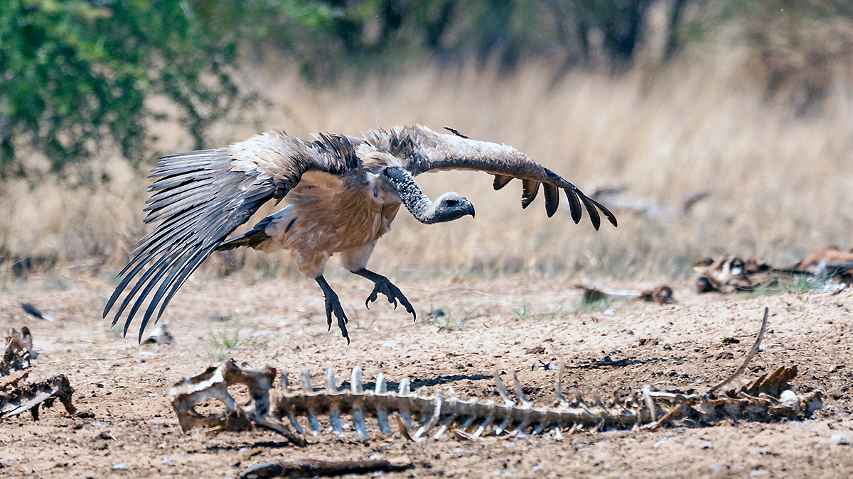 White-backed Vulture [Gyps africanus]