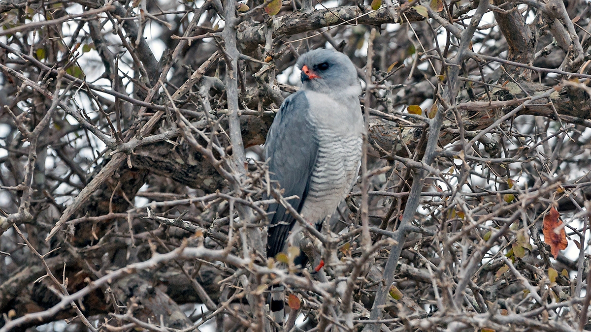Gabar Goshawk [Micronisus gabar gabar]