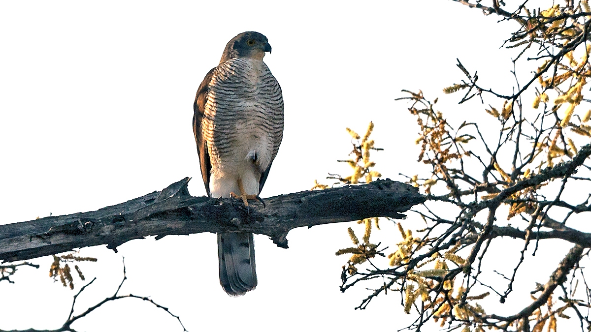 African Goshawk [Aerospiza tachiro tachiro]