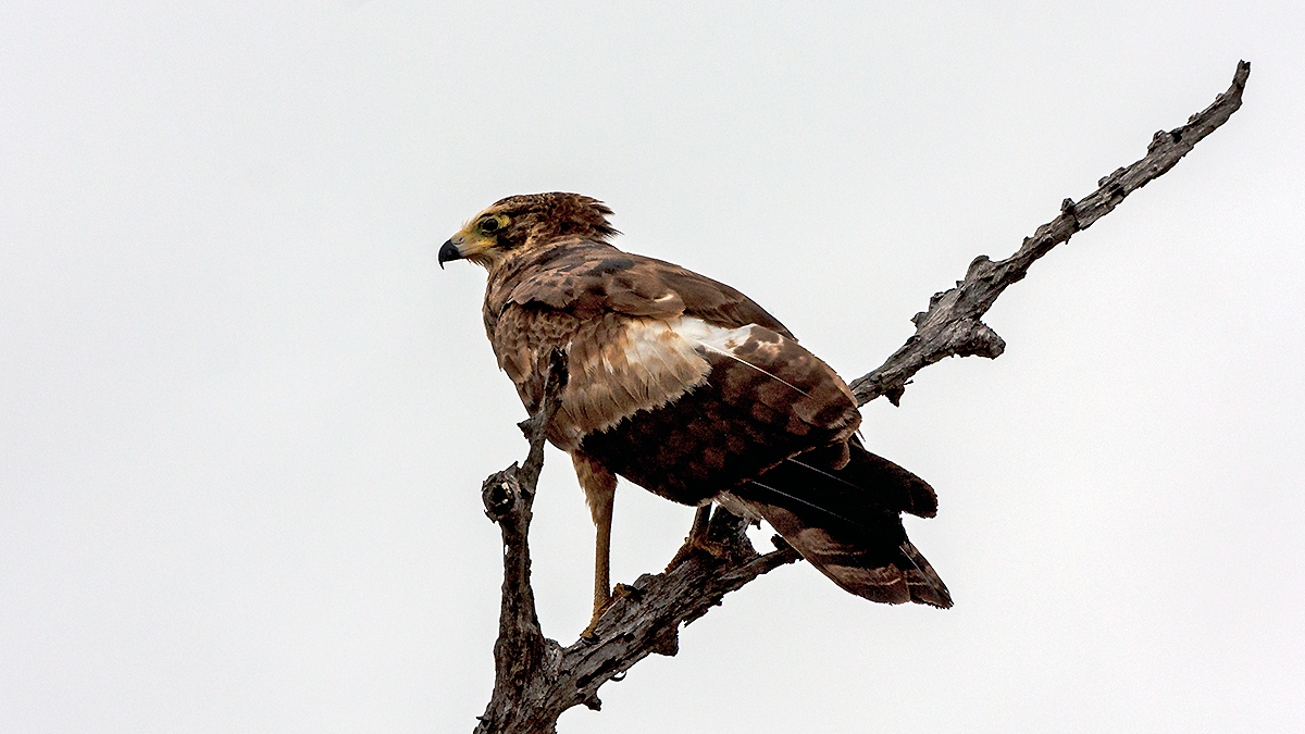 African Harrier-Hawk [Polyboroides typus typus]