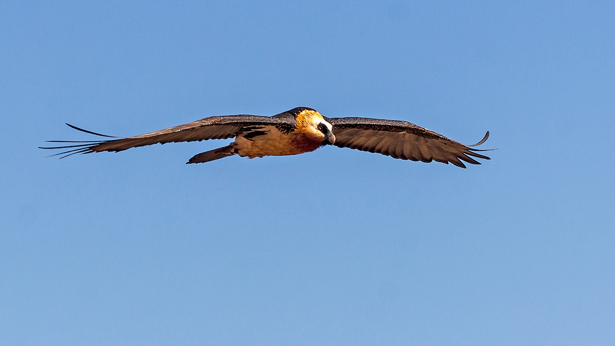 Bearded Vulture [Gypaetus barbatus meridionalis]