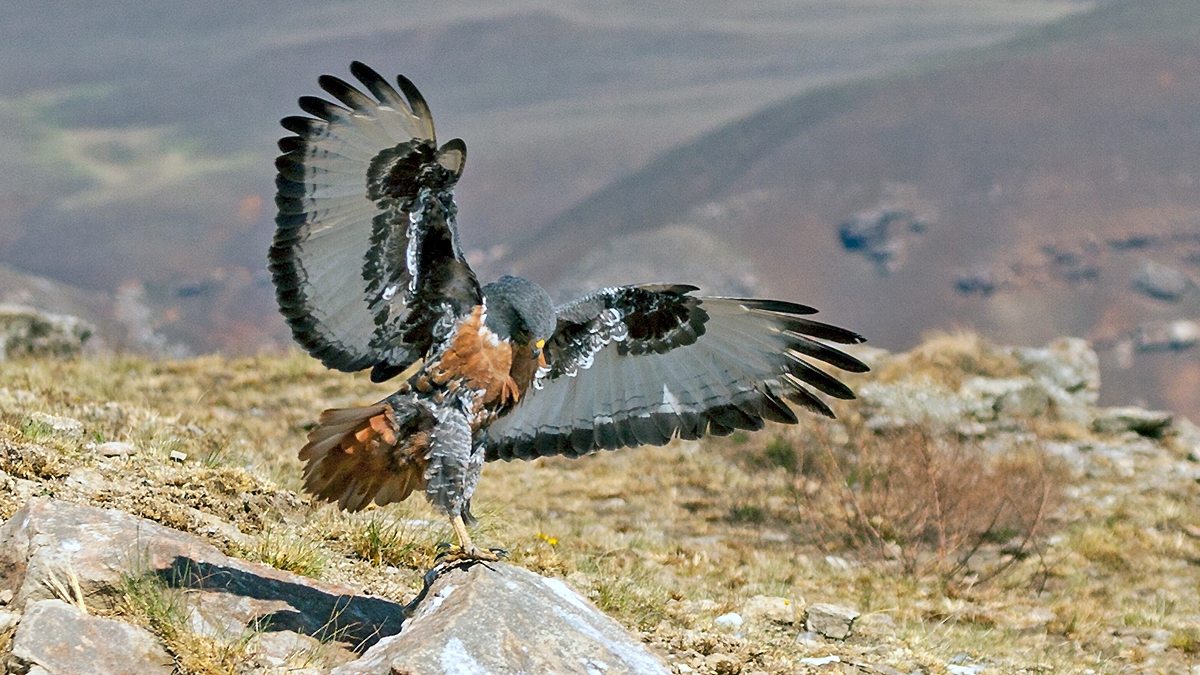 Jackal Buzzard [Buteo rufofuscus]