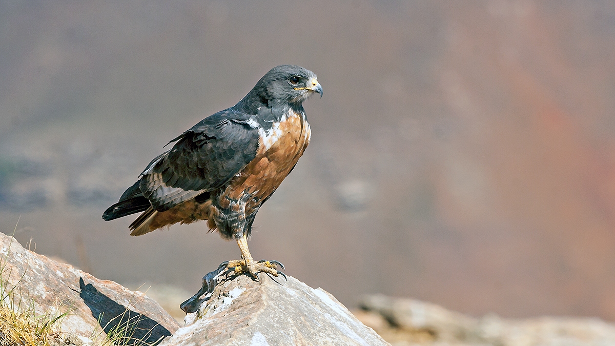 Jackal Buzzard [Buteo rufofuscus]