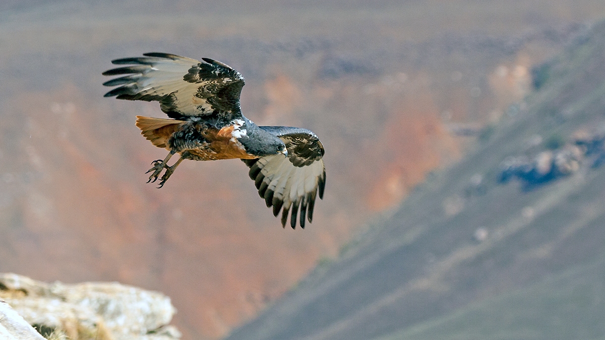 Jackal Buzzard [Buteo rufofuscus]