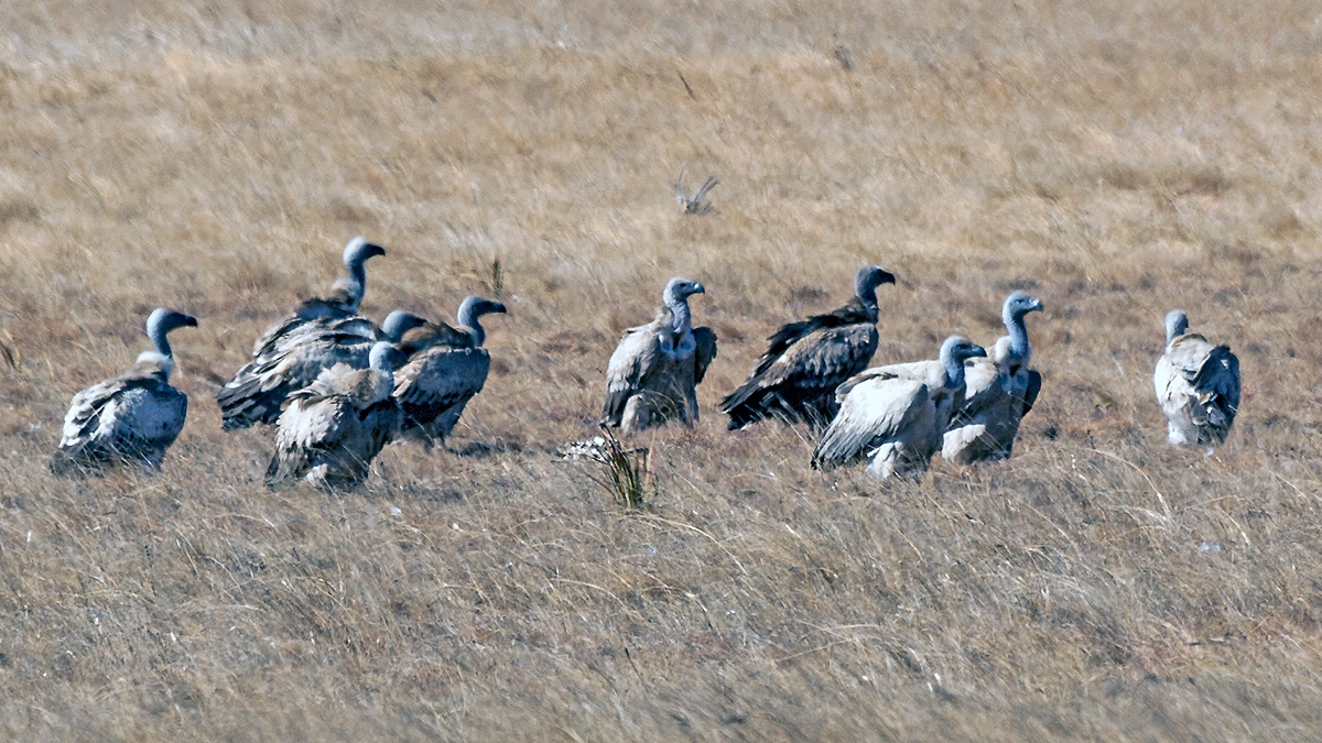 Cape Vulture [Gyps coprotheres]
