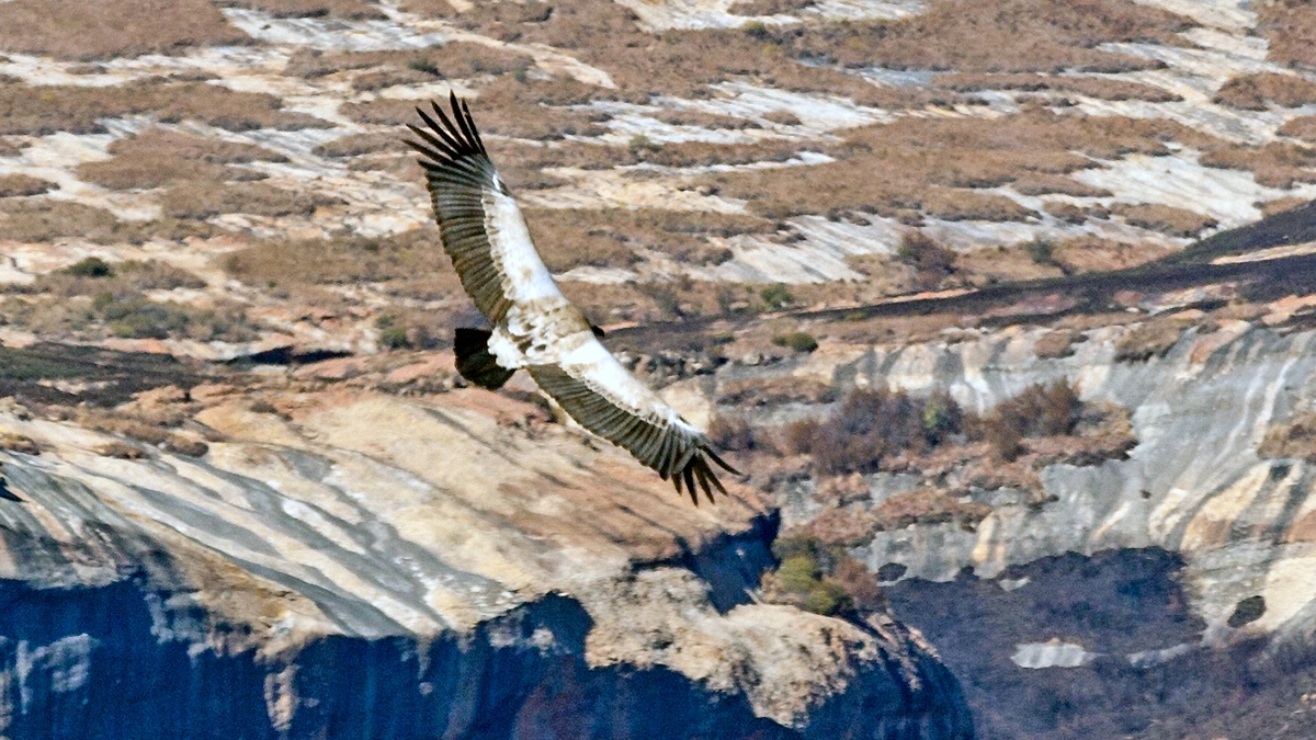 Cape Vulture [Gyps coprotheres]