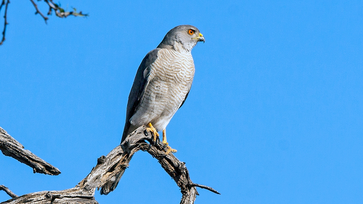 Shikra [Tachyspiza badius polyzonoides]