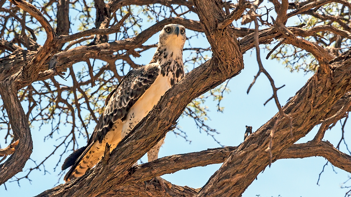 Martial Eagle [Polemaetus bellicosus]