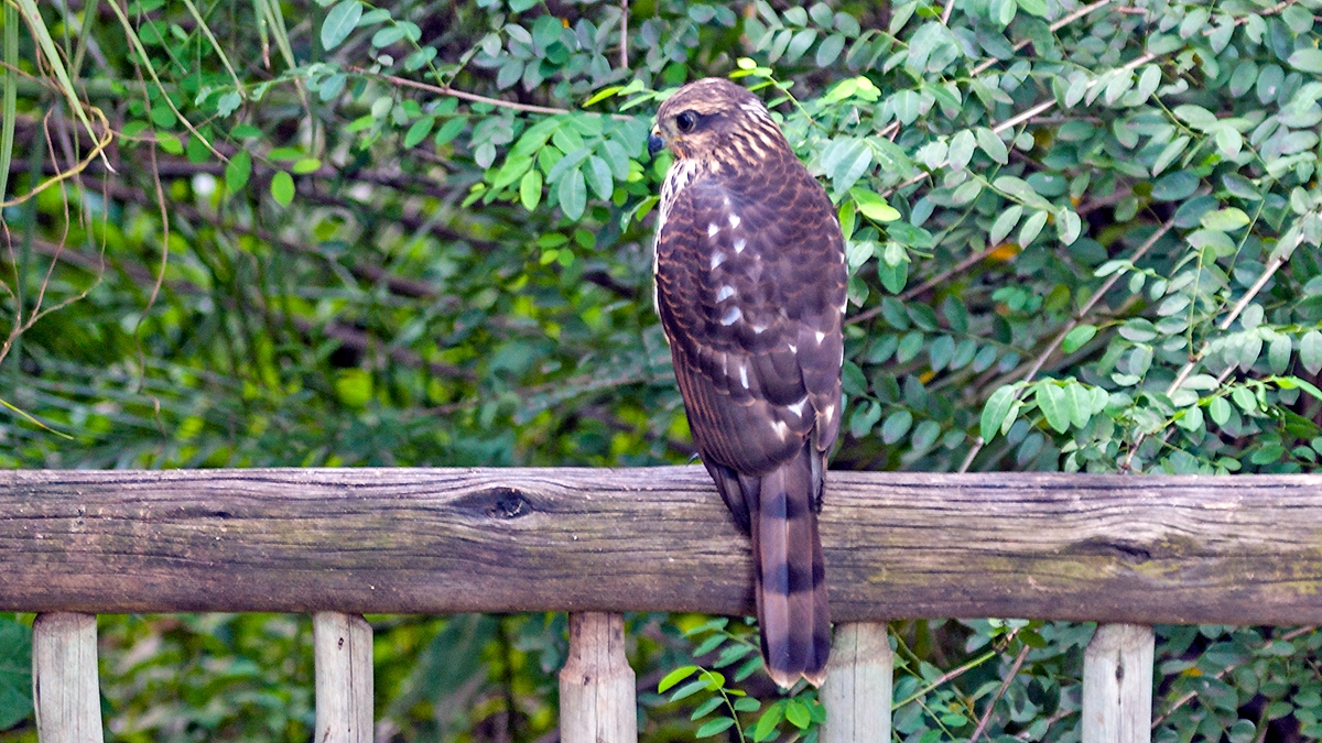 African Goshawk [Aerospiza tachiro tachiro]