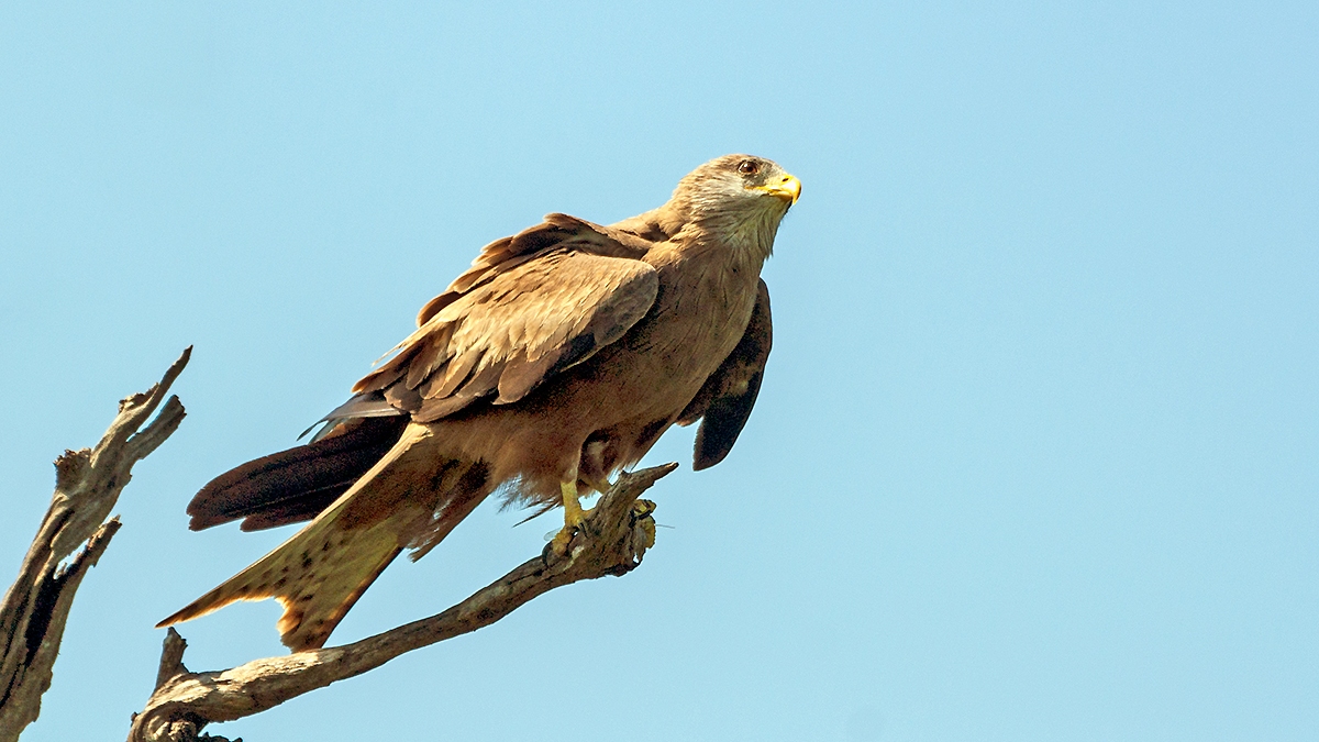 Yellow-billed Kite [Milvus aegyptius parasitus]