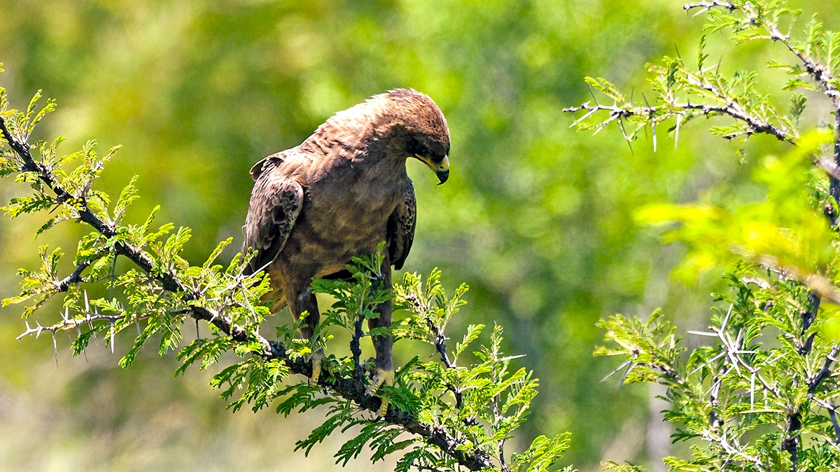 Lesser Spotted Eagle [Clanga pomarina]