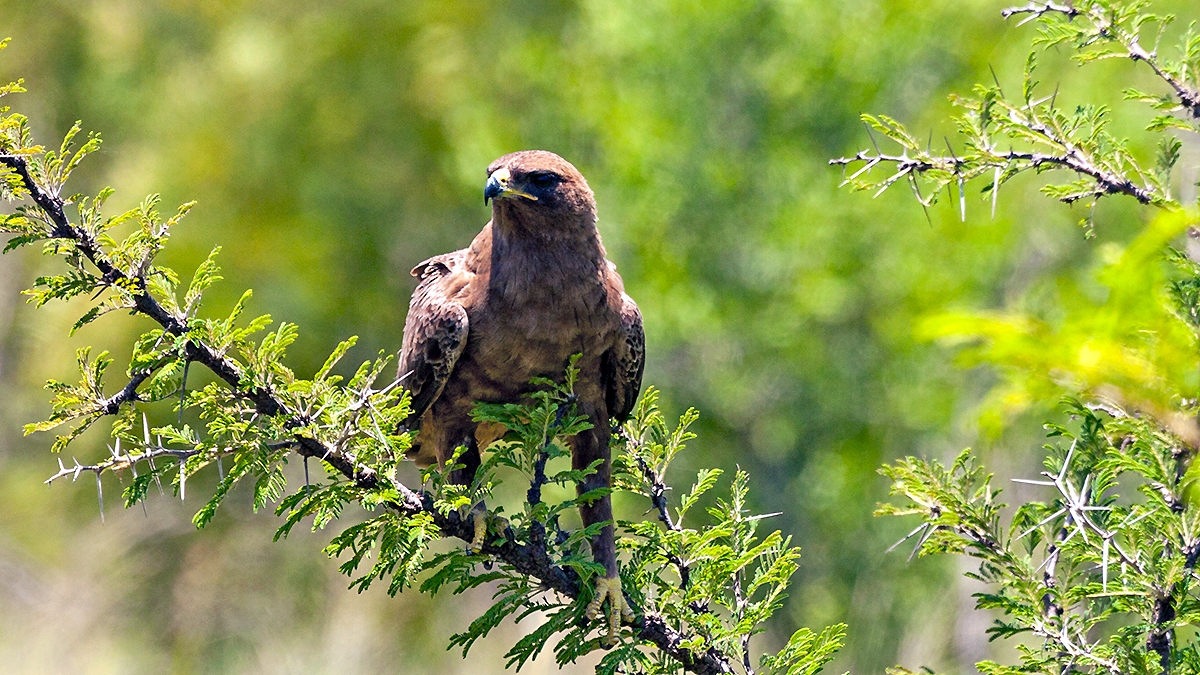 Lesser Spotted Eagle [Clanga pomarina]