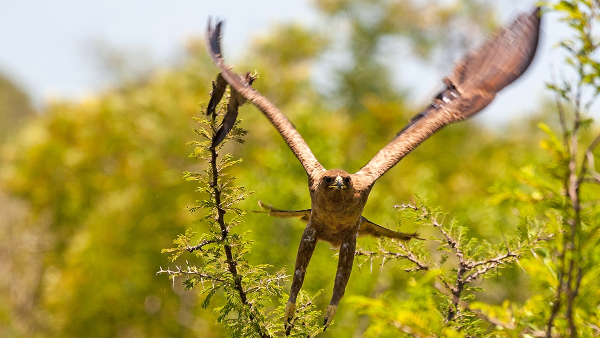 Lesser Spotted Eagle [Clanga pomarina]