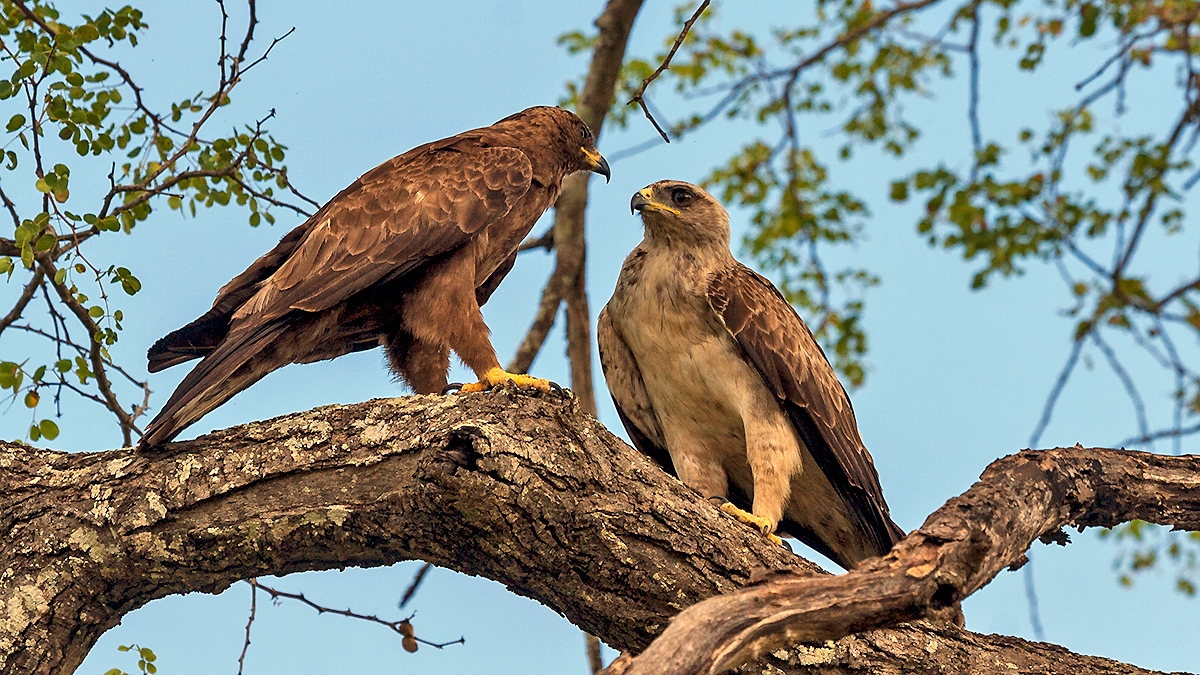 Wahlberg's Eagle [Hieraaetus wahlbergi]