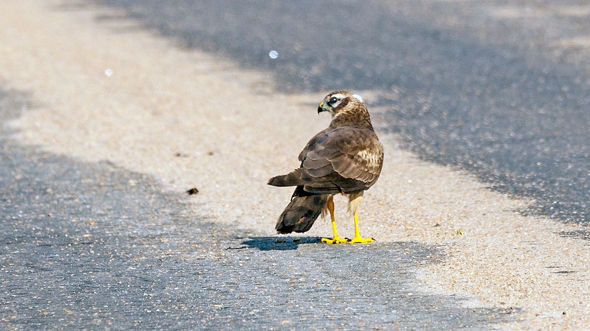 Pallid Harrier [Circus macrourus]