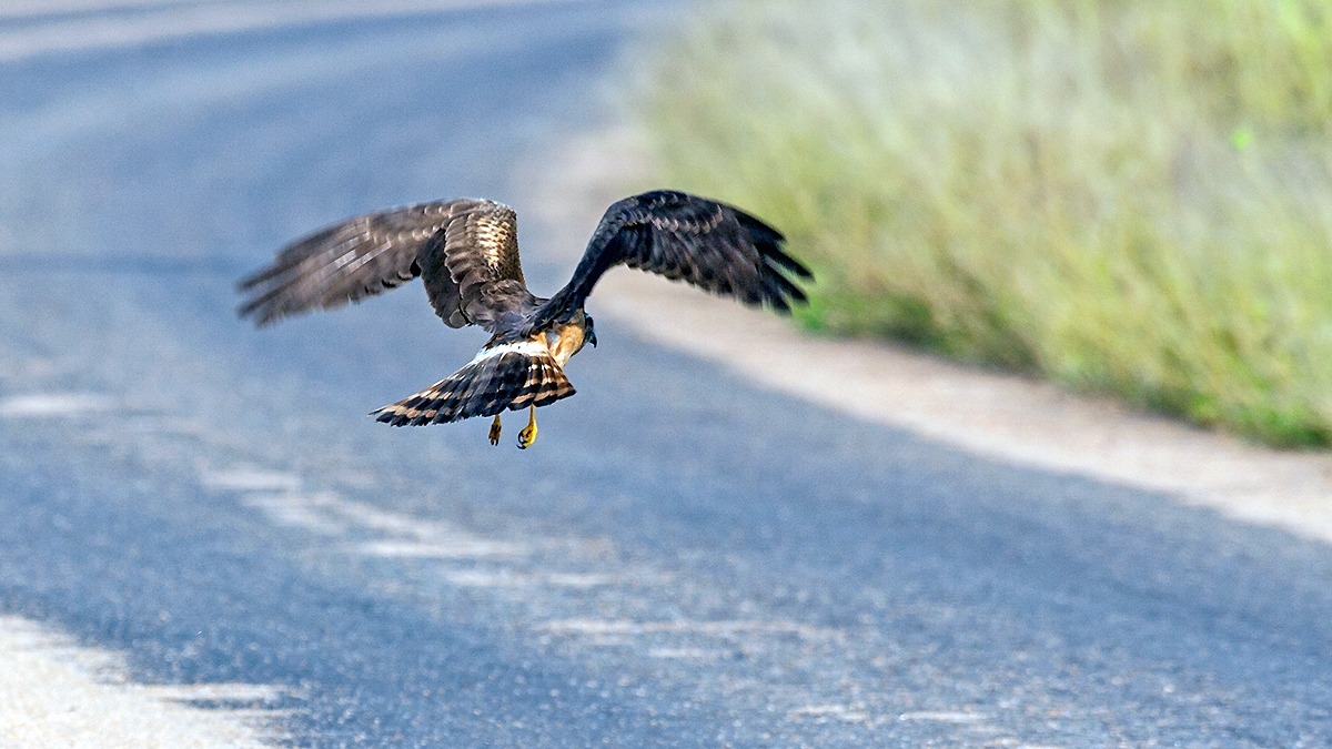 Pallid Harrier [Circus macrourus]