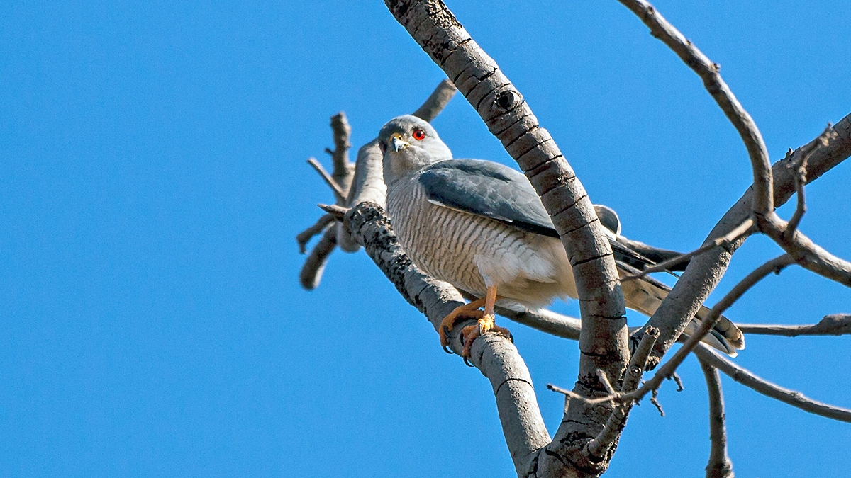Shikra [Tachyspiza badius polyzonoides]
