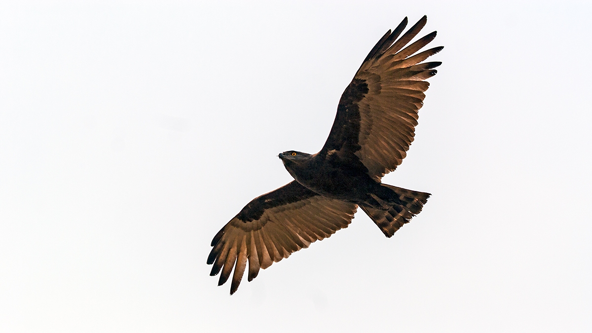Brown Snake Eagle [Circaetus cinereus]