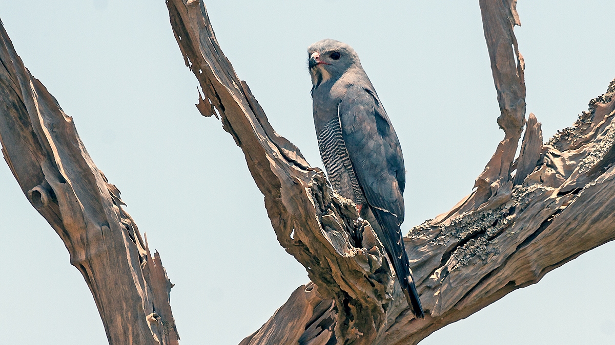Lizard Buzzard [Kaupifalco monogrammicus meridionalis]
