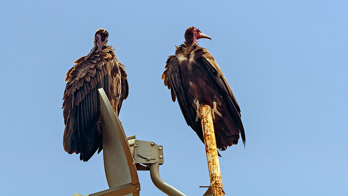 Hooded Vulture [Necrosyrtes monachus]