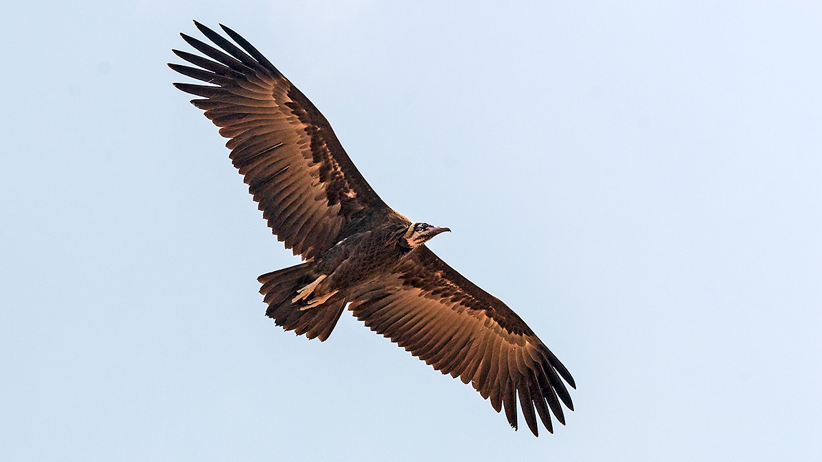 Hooded Vulture [Necrosyrtes monachus]