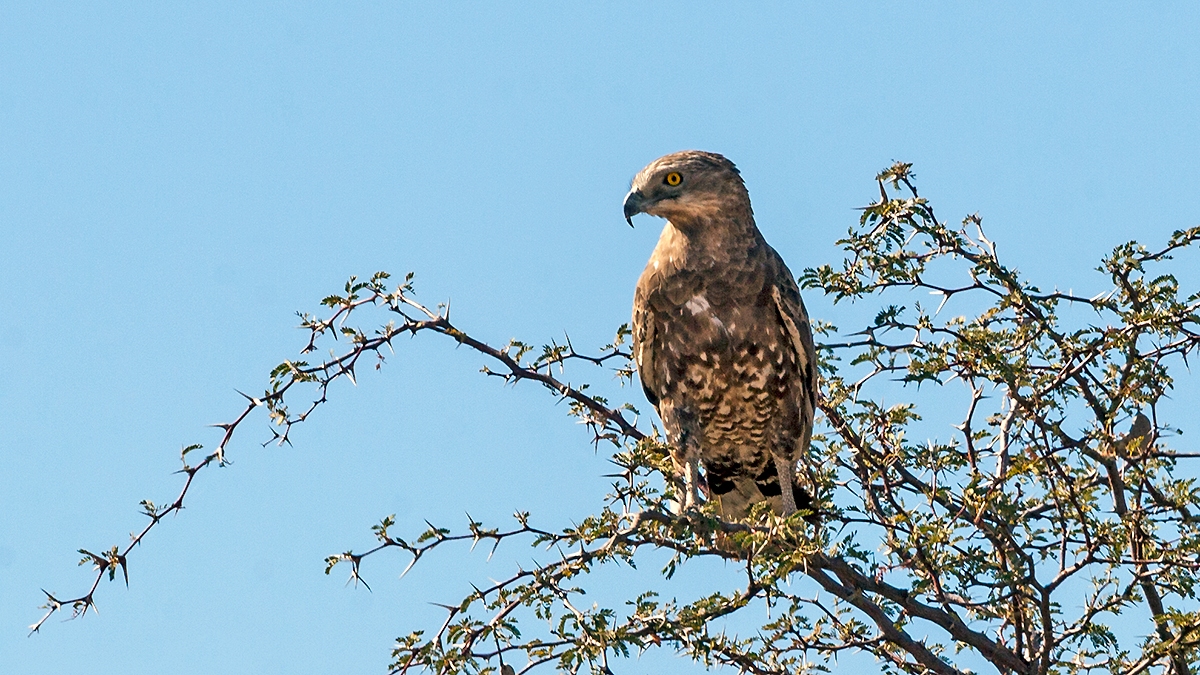 Brown Snake Eagle [Circaetus cinereus]