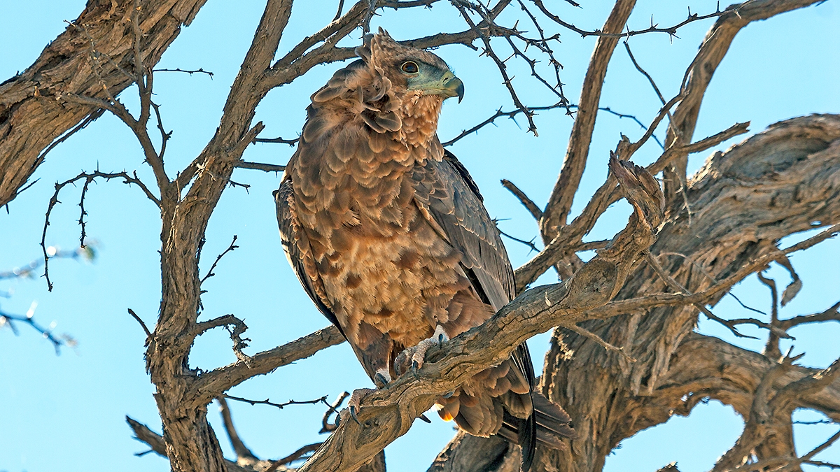 Bateleur [Terathopius ecaudatus]