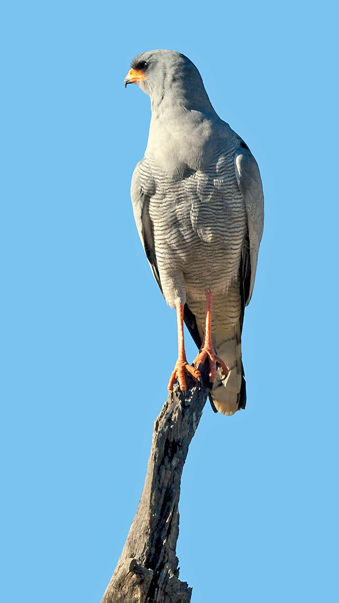 Pale Chanting Goshawk [Melierax canorus argentior]