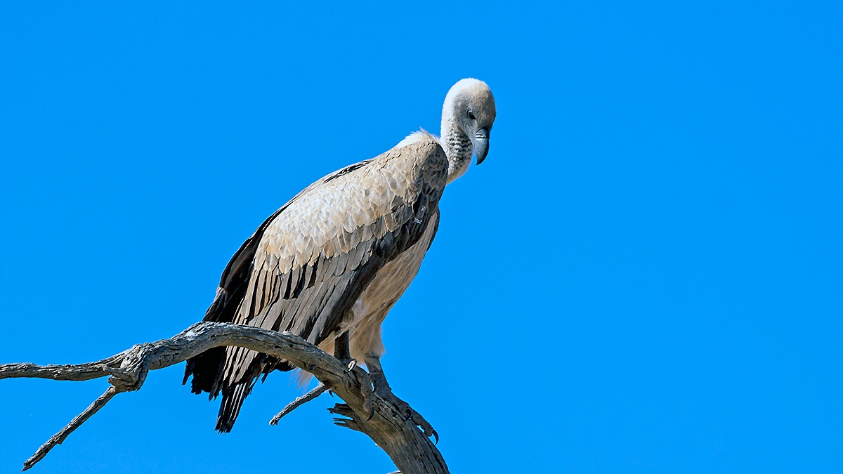 White-backed Vulture [Gyps africanus]