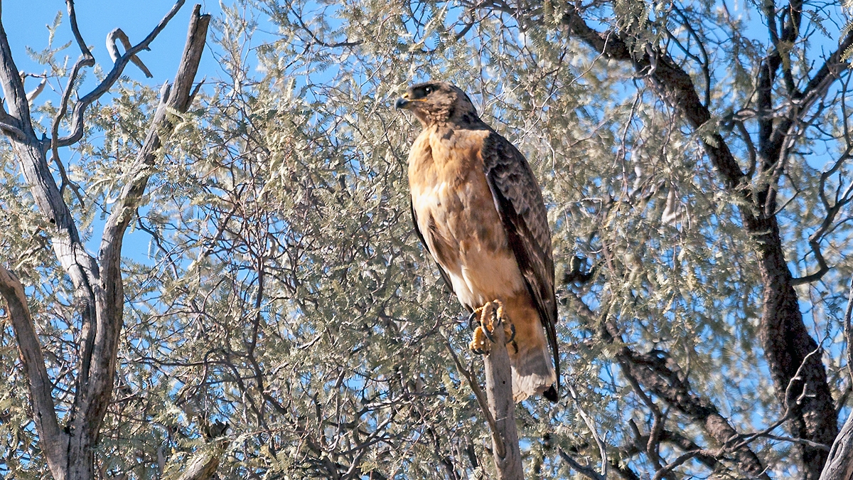 Jackal Buzzard [Buteo rufofuscus]