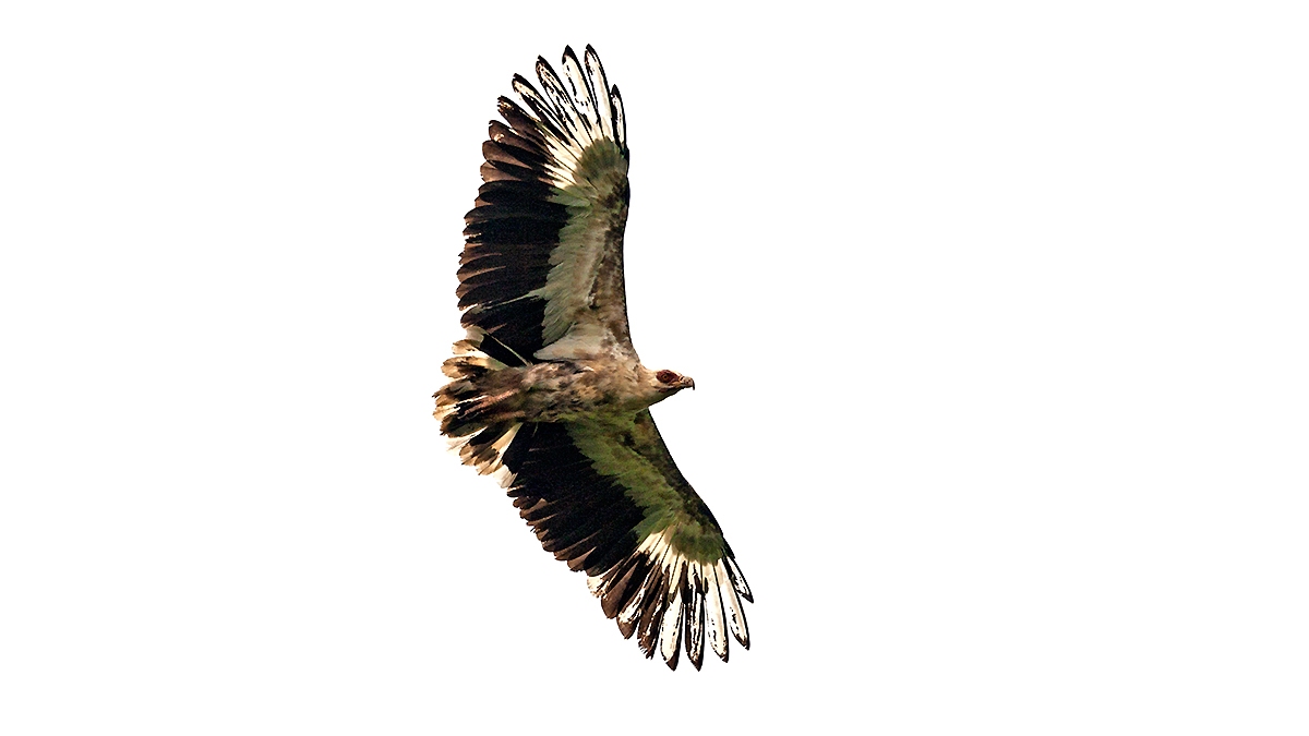 Palm-nut Vulture [Gypohierax angolensis]