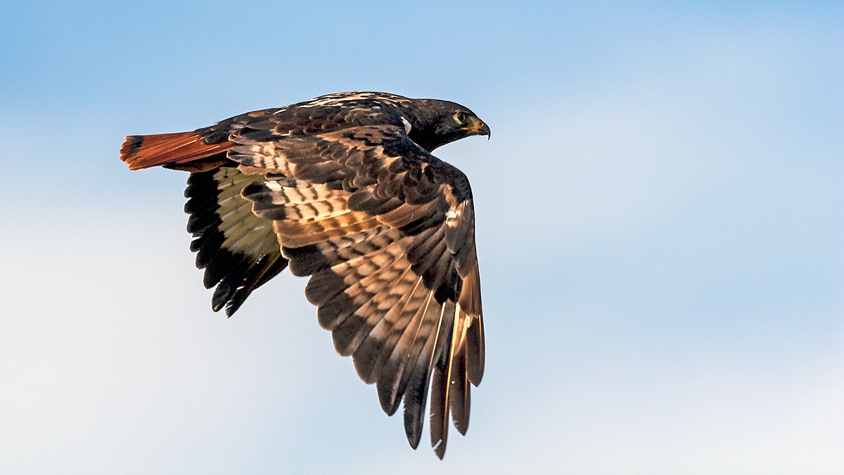 Jackal Buzzard [Buteo rufofuscus]