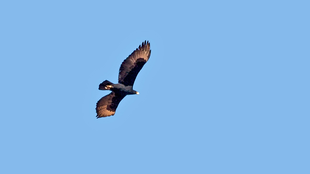 Verreaux's Eagle [Aquila verreauxii]