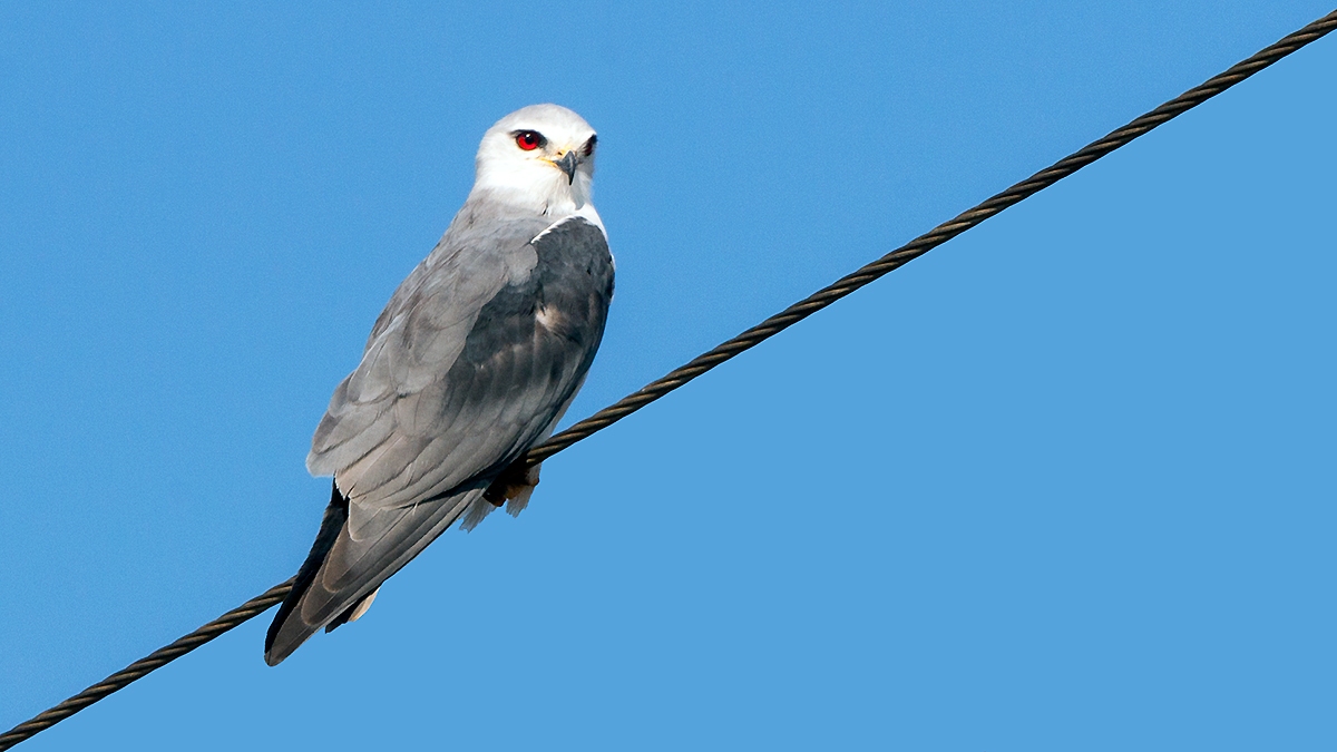 Black-winged Kite [Elanus caeruleus caeruleus]