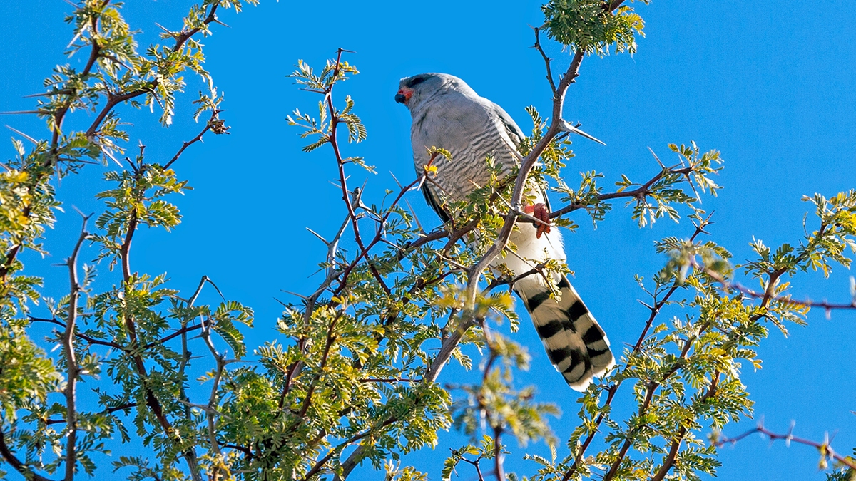 Gabar Goshawk [Micronisus gabar gabar]