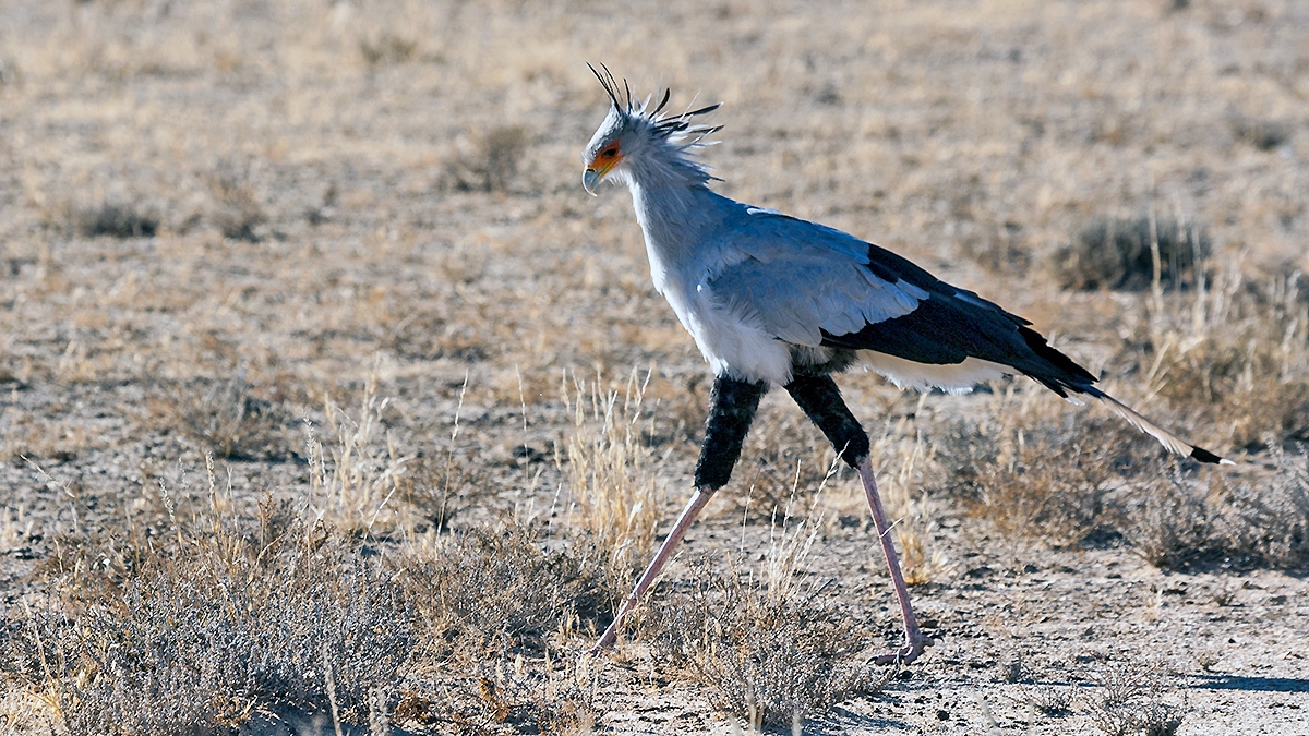 Secretarybird [Sagittarius serpentarius]