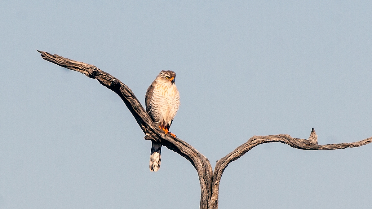 Gabar Goshawk [Micronisus gabar gabar]