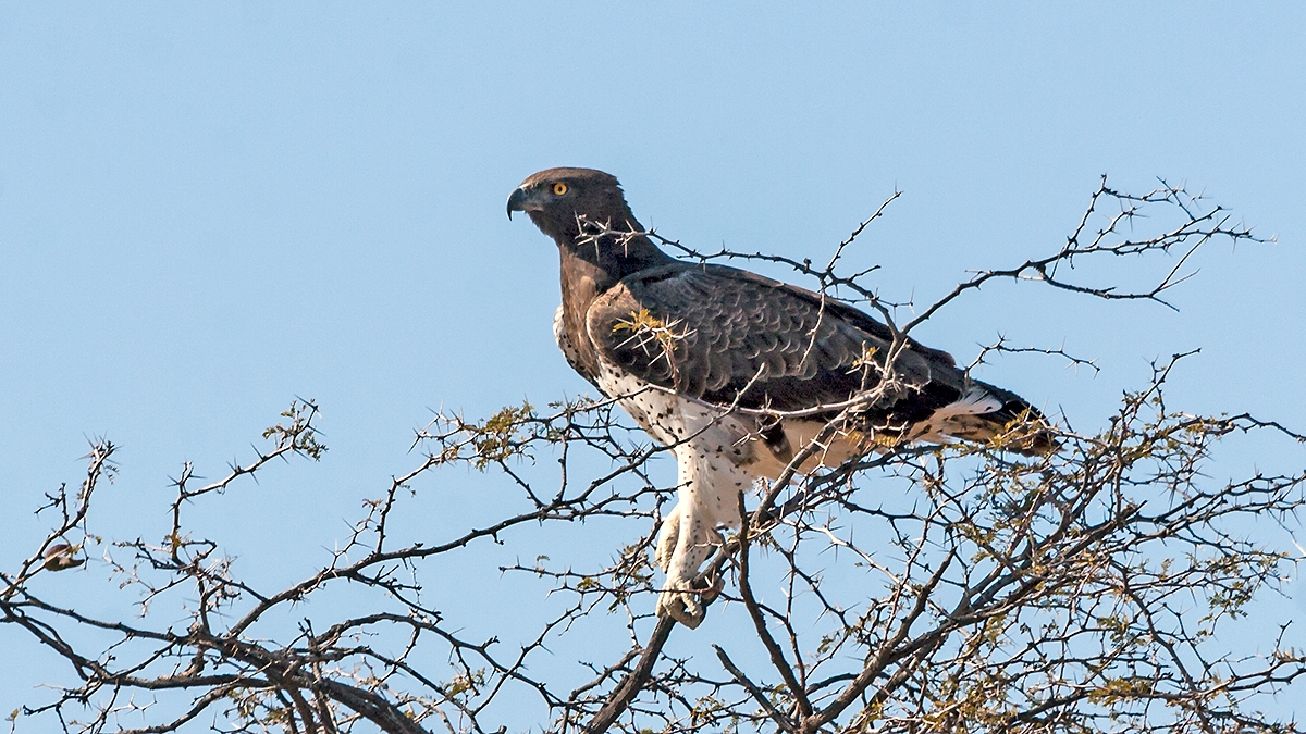 Martial Eagle [Polemaetus bellicosus]