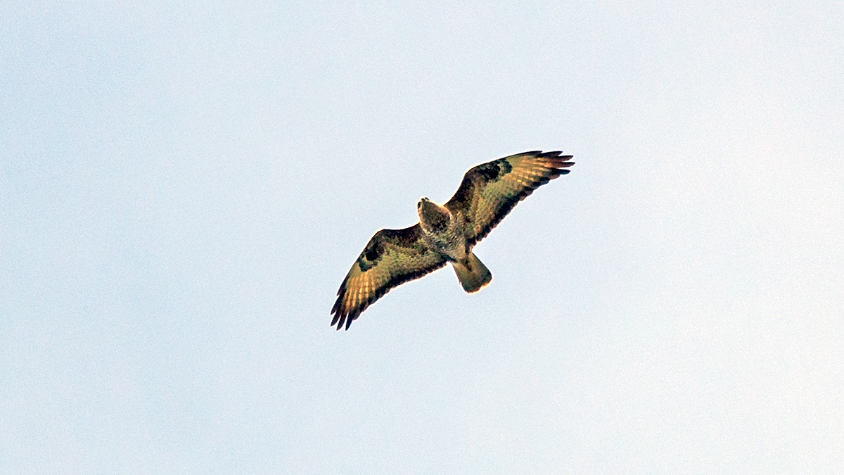 Jackal Buzzard [Buteo rufofuscus]