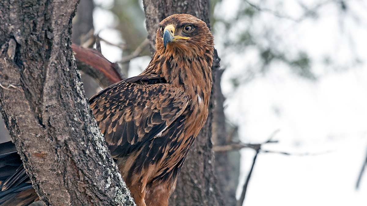 Tawny Eagle [Aquila rapax rapax]