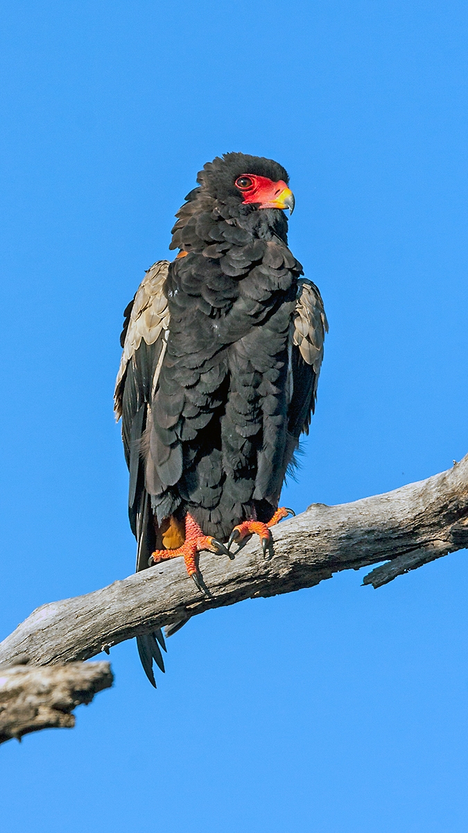 Bateleur [Terathopius ecaudatus]