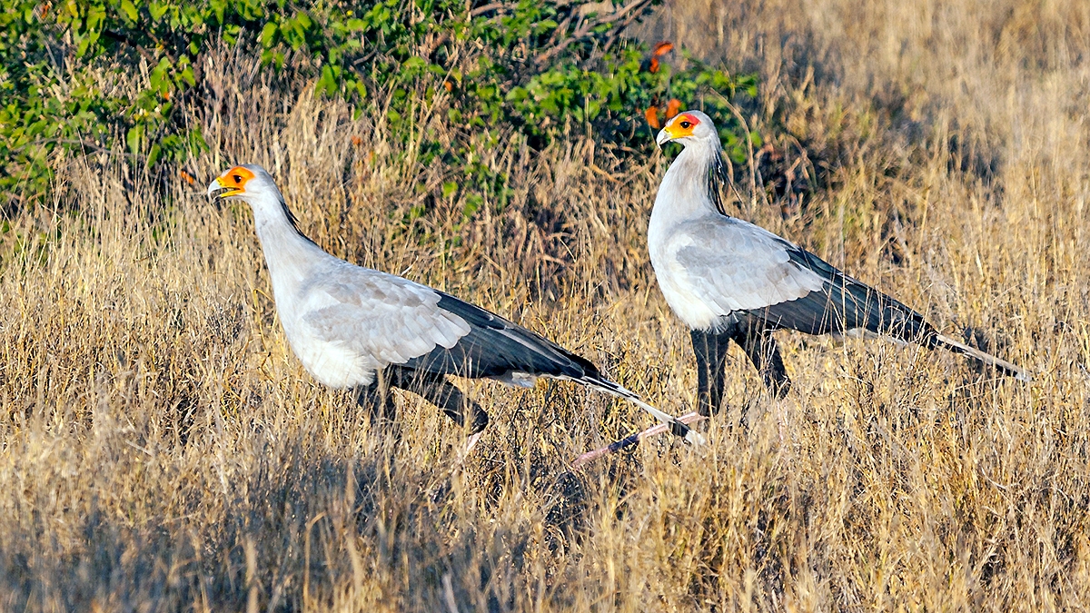 Secretarybird [Sagittarius serpentarius]