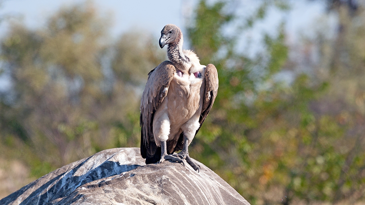 White-backed Vulture [Gyps africanus]