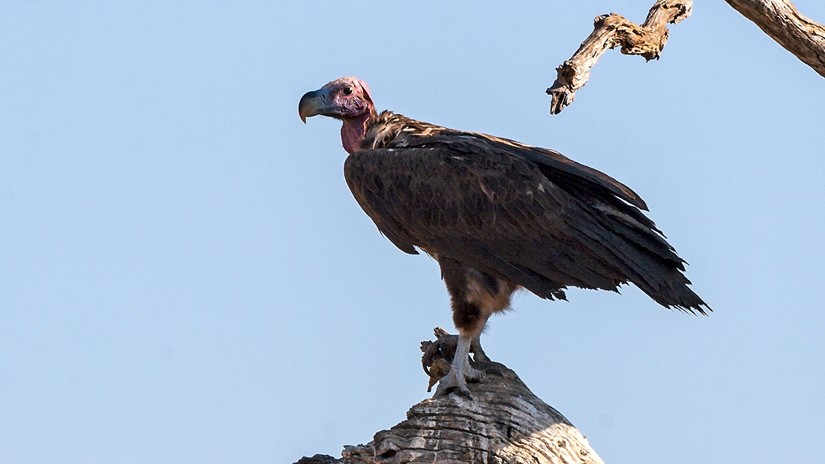 Lappet-faced Vulture [Torgos tracheliotos tracheliotos]